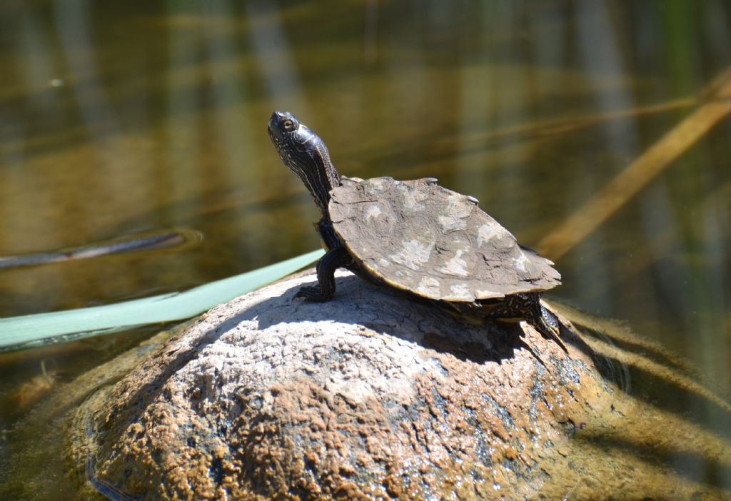 Testuggine da identificare:  Graptemys sp.